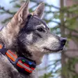 Tracker Artemis Easy - Tracker-hundesporer - 6438103002104 - 2