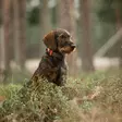 Tracker Luna - Tracker-hundesporer - 6438103003484 - 4