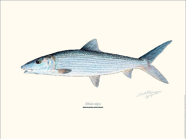 Sakke Yrjölä 30x40cm -juliste Bonefish - Tryksager - 6430048501094 - 1