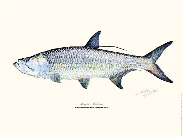 Sakke Yrjölä 30x40cm -juliste Tarpon - Tryksager - 6430048501124 - 1
