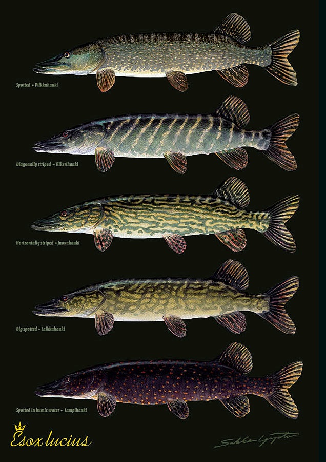 Sakke Yrjölä Hauen variaatiot A4 -kortti - Tryksager - 6430048500394 - 1