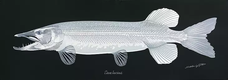 Sakke Yrjölä Poster 35*100cm Pike Skeleton Black - Tryksager - 6430048501254 - 1
