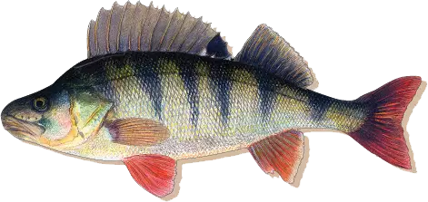 Sakke Yrjölä Kalamagneetti - Øvrigt - 456006062024 - 16