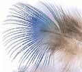 Peacock Blue Neck Hackle - Øvrige fjer - 5056304603886 - 1