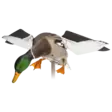 Avian-X Powerflight Mallard - Lokkende billeder / -diagram - 082271001795 - 2