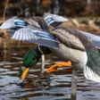 Avian-X Powerflight Mallard - Lokkende billeder / -diagram - 082271001795 - 9