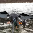 Avian-X Powerflight Mallard - Lokkende billeder / -diagram - 082271001795 - 7