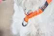 Non-stop Dogwear Cruise Collar Orange - Hundehalsbånd - 7071652015035 - 2
