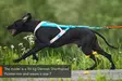 Non-stop Dogwear Freemotion Harness 5.1 - Hundeseler - 7071652111515 - 6