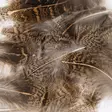 Veniard English Partridge Brown Back - Øvrige fjer - 5056304603459 - 2