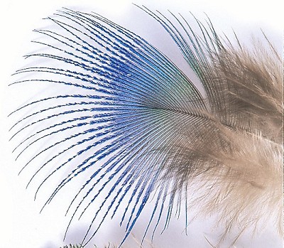 Peacock Blue Neck Hackle - Øvrige fjer - 5056304603886 - 1