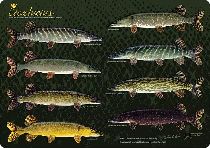 Sakke Yrjölä Haukitabletti - Hauenvariaa - Tryksager - 6430048500615 - 2