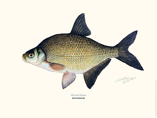 Sakke Yrjölä Juliste 30x40cm Lahna - Tryksager - 6430048501155 - 1