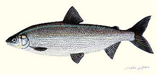 Sakke Yrjölä Juliste 50x23cm Siika - Tryksager - 6430048501315 - 1