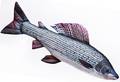 Gaby Grayling 65cm - Blød fisk - 5905279175426 - 1