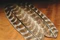 Hareline Ozark Turkey Wing Quills Oak Mottled - Klassiske fjer - 762820009846 - 3