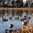Avian-X Topflight Fusion Mallards 6pcs - Lokkende billeder / -diagram - 810280080766 - 13