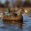 Avian-X Topflight Fusion Mallards 6pcs - Lokkende billeder / -diagram - 810280080766 - 9