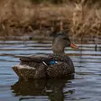 Avian-X Topflight Fusion Mallards 6pcs - Lokkende billeder / -diagram - 810280080766 - 12