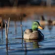 Avian-X Topflight Fusion Mallards 6pcs - Lokkende billeder / -diagram - 810280080766 - 11