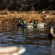 Avian-X Topflight Fusion Mallards 6pcs - Lokkende billeder / -diagram - 810280080766 - 10