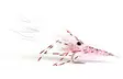 Leoshrimp Pink - Kræftrækjer - 7033840130326 - 1