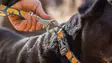 Ruffwear Crag Leash Midnight Wave - Hundesnore - 748960346126 - 5