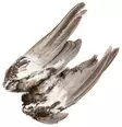Veniard Grouse Wings - Skind, vinger og hoved - 5056304601615 - 2