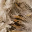 Hen Mallard Breast Feathers - Klassiske fjer - 5056304602544 - 4