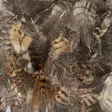 Woodcock Body Plumage - Øvrige fjer - 5056304606153 - 5