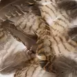 Woodcock Body Plumage - Øvrige fjer - 5056304606153 - 4