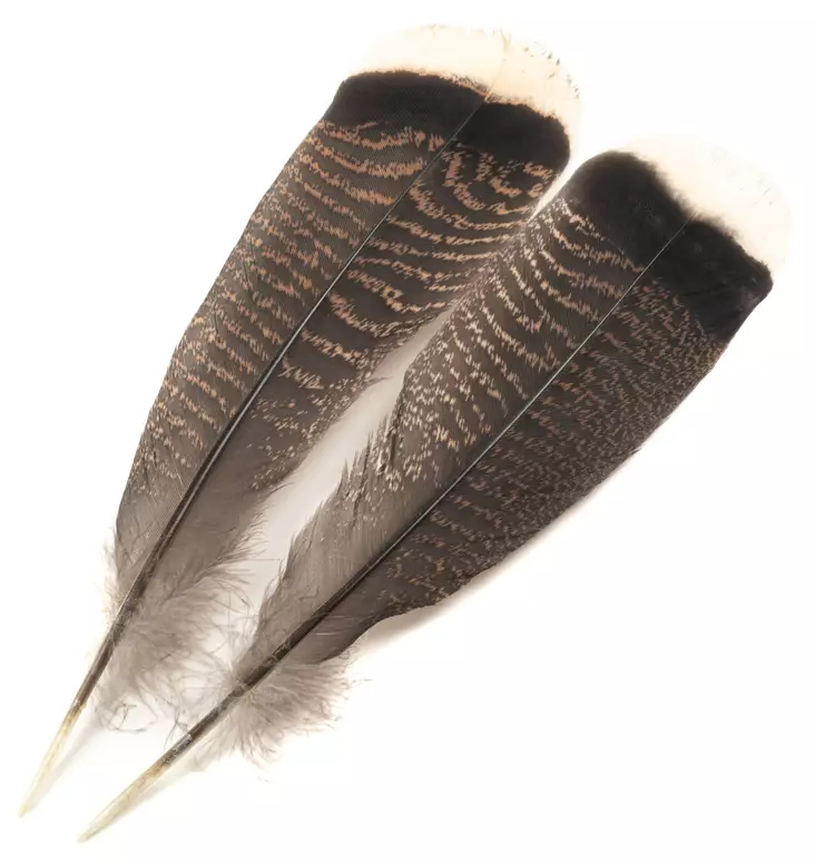 H.S.C. Turkey Tail White Tip - Klassiske fjer - 6438407010386 - 1