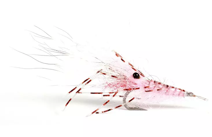 Leoshrimp Pink - Kræftrækjer - 7033840130326 - 1