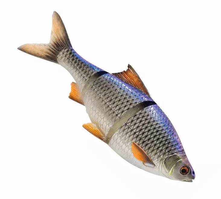 Savage Gear 3D Line Thru Roach 25cm Slow Sink - Gummiagn til gedde - 04072023126 - 1