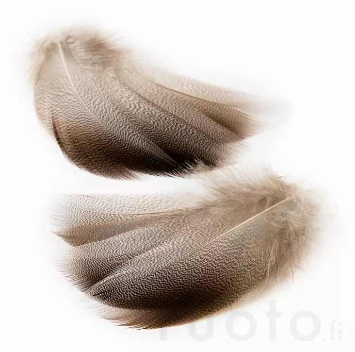 Veniard Mallard Bronze Shoulder - Klassiske fjer - 5056304602506 - 2