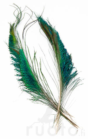 FTS Strung Peacock Herl - Øvrige fjer - 5056304603862 - 4
