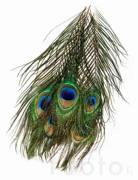 Veniard Peacock Eye Tops - Øvrige fjer - 053526042017 - 2