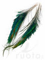 FTS Strung Peacock Herl - Øvrige fjer - 5056304603862 - 3