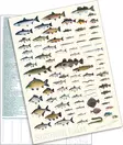 Sakke Yrjölä A4 card poster Fish of Finland (white background) - Tryksager - 6430048500387 - 2