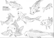 Finlands Fiskar - Målarbok II Fish Coloring Book - Tryksager - 6430048501537 - 3