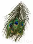 Veniard Peacock Eye Tops - Øvrige fjer - 053526042017 - 2