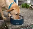 Yeti Boomer Dog Bowl 8 - Øvrige hundeprodukter - 888830070147 - 6