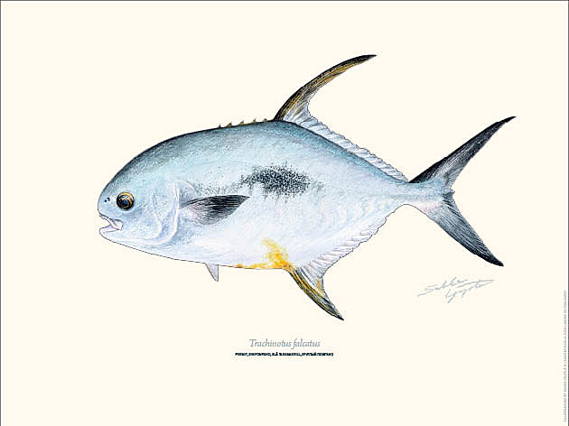 Sakke Yrjölä 30x40cm -juliste Permit - Tryksager - 6430048501117 - 1