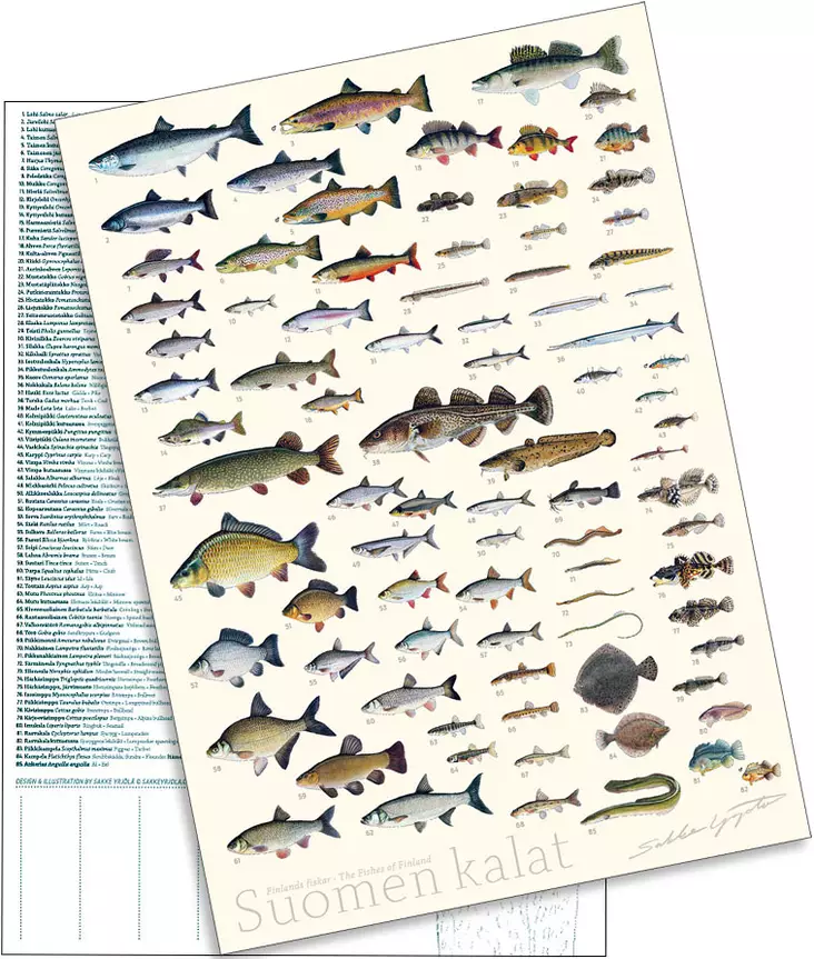 Sakke Yrjölä A4 card poster Fish of Finland (white background) - Tryksager - 6430048500387 - 2
