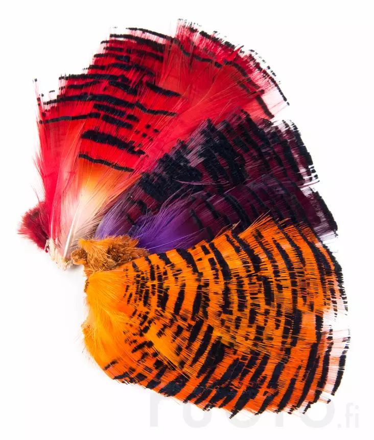 Veniard Golden Pheasant Half Collar - Klassiske fjer - 40450200067 - 1