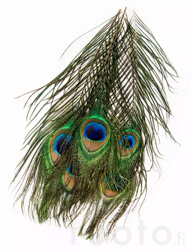 Veniard Peacock Eye Tops - Øvrige fjer - 053526042017 - 2