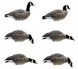 Final Approach Last Pass Lesser Canada Goose Full Body 6pcs - Lokkende billeder / -diagram - 728614284288 - 1