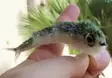Fish Skull Articulated Fish-Spine Starte - Øvrige bindingstilbehør - 67054116408 - 2