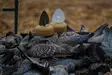 MOJO Dove a Flicker (4-pack) - Lokkende billeder / -diagram - 0816740003818 - 6