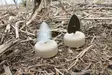 MOJO Dove a Flicker (4-pack) - Lokkende billeder / -diagram - 0816740003818 - 2